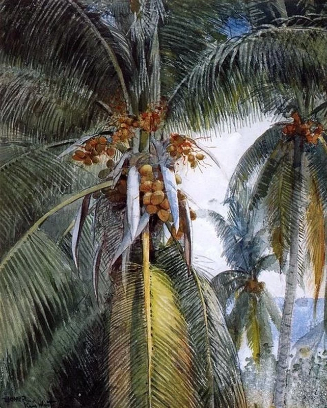 Palme da cocco, Key West
